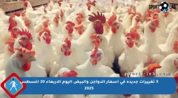 3 تغييرات جديدة في أسعار الدواجن والبيض اليوم الأربعاء 20 أغسطس 2025